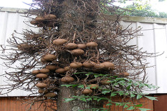 Couroupita guianensis